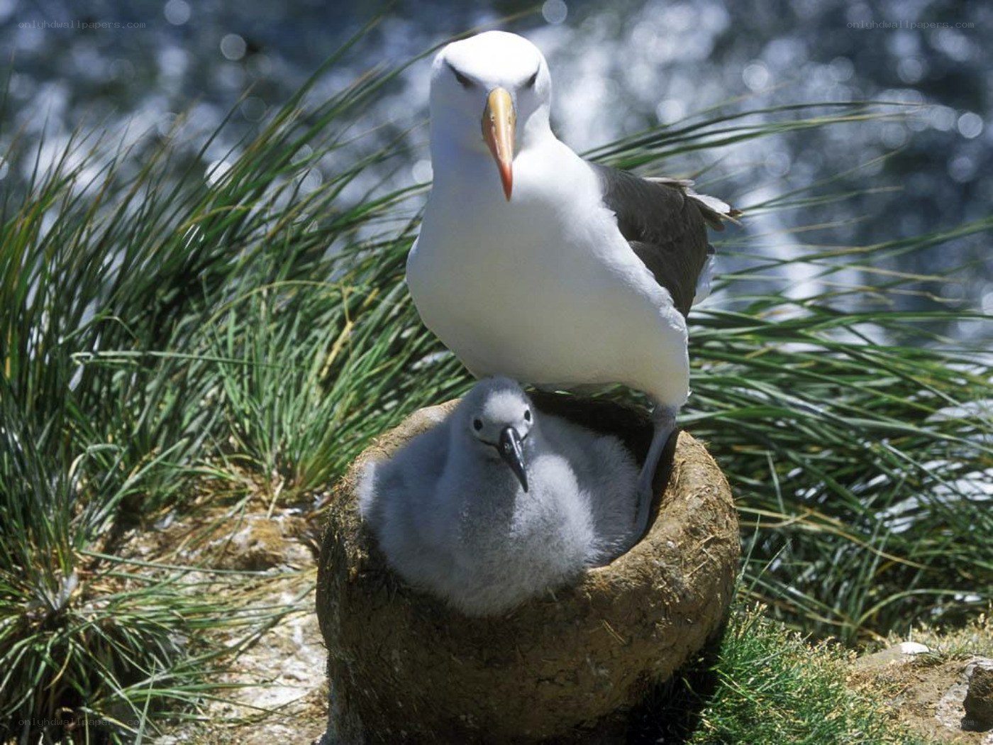 Albatross with chick in nest