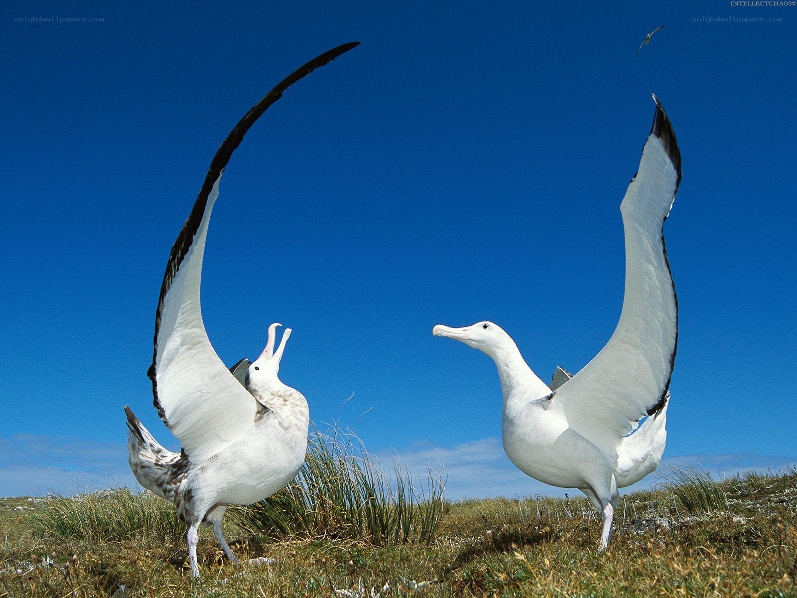 Albatrosses in courtship display