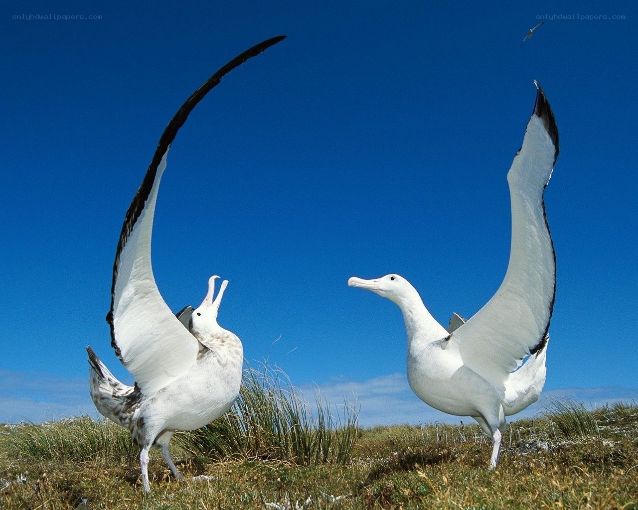 Albatrosses in courtship display