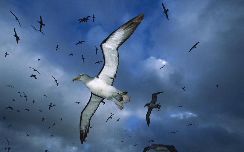 Albatrosses in flight