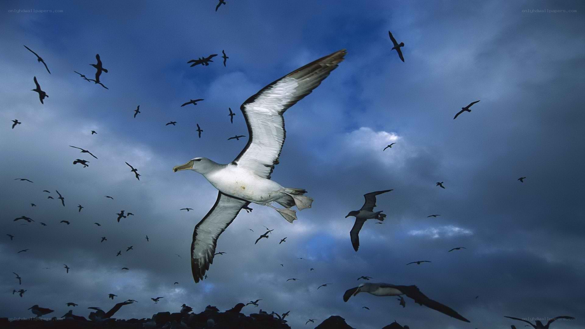 Albatrosses in flight