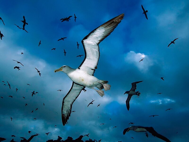 Albatrosses in flight