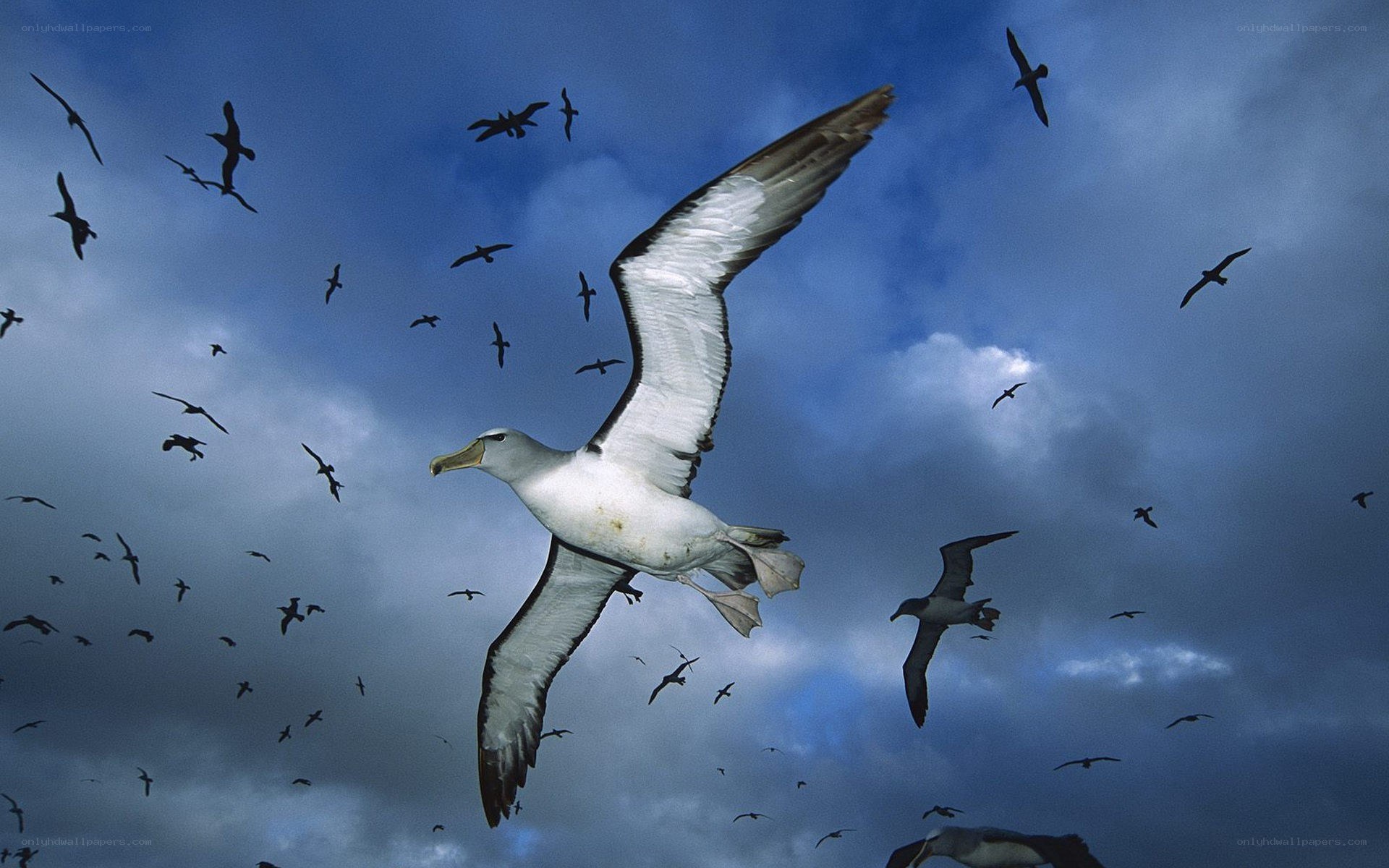 Albatrosses in flight