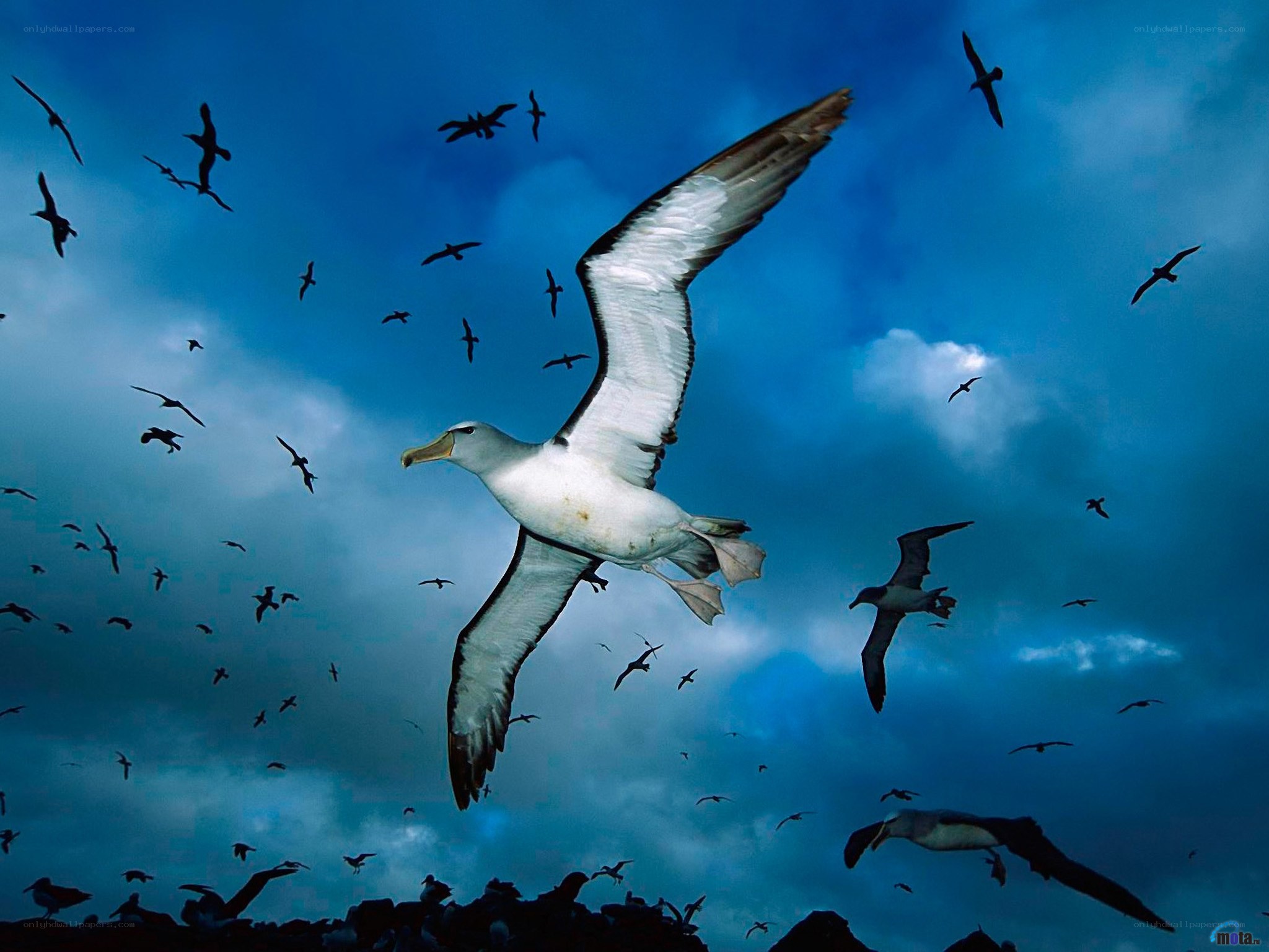 Albatrosses in flight over ocean