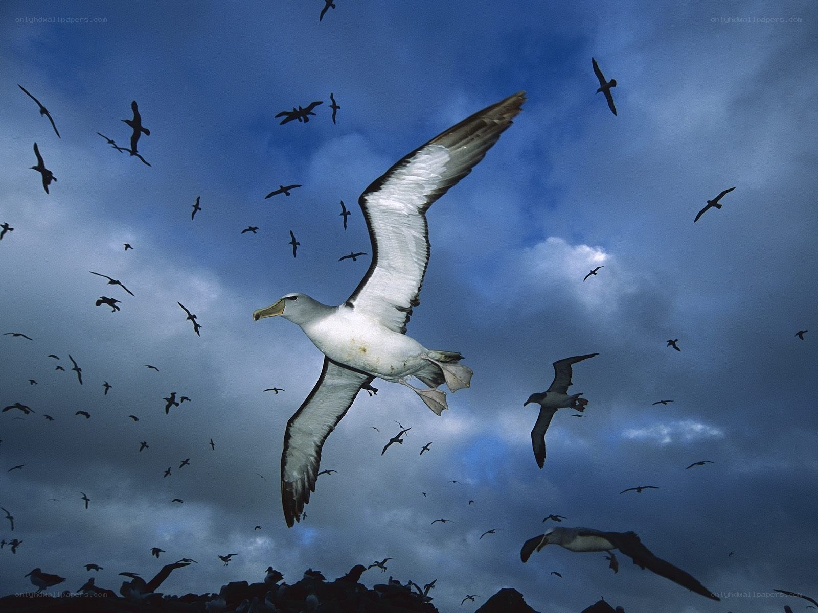 Albatrosses in flight over the ocean