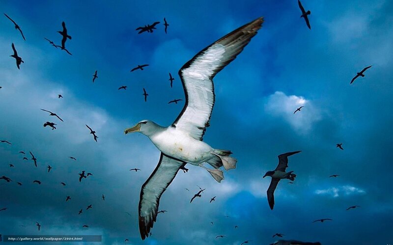 Albatrosses in flight