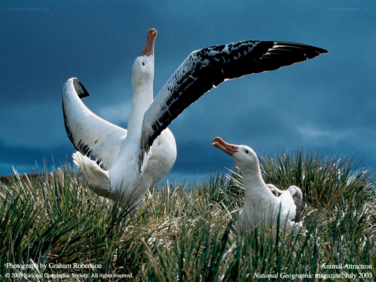 Albatrosses in grassy field