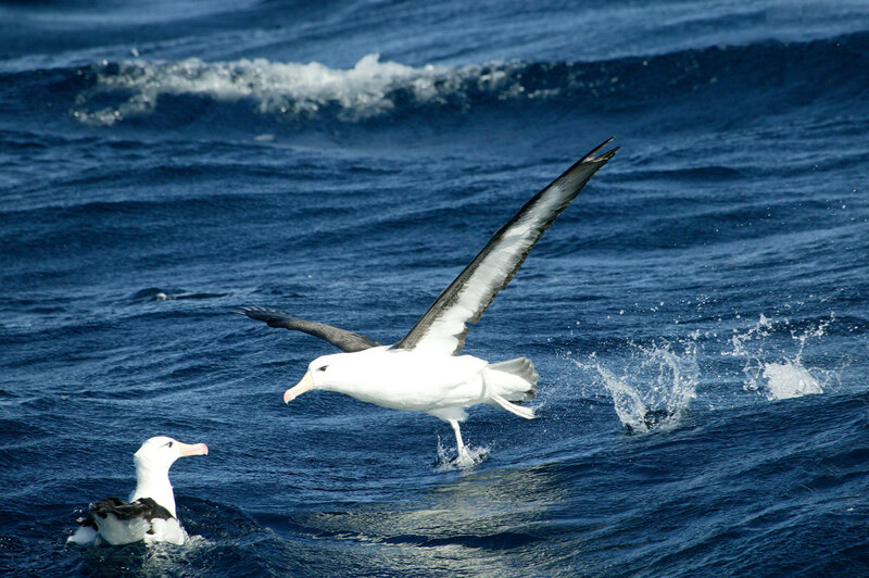 Albatrosses over the ocean