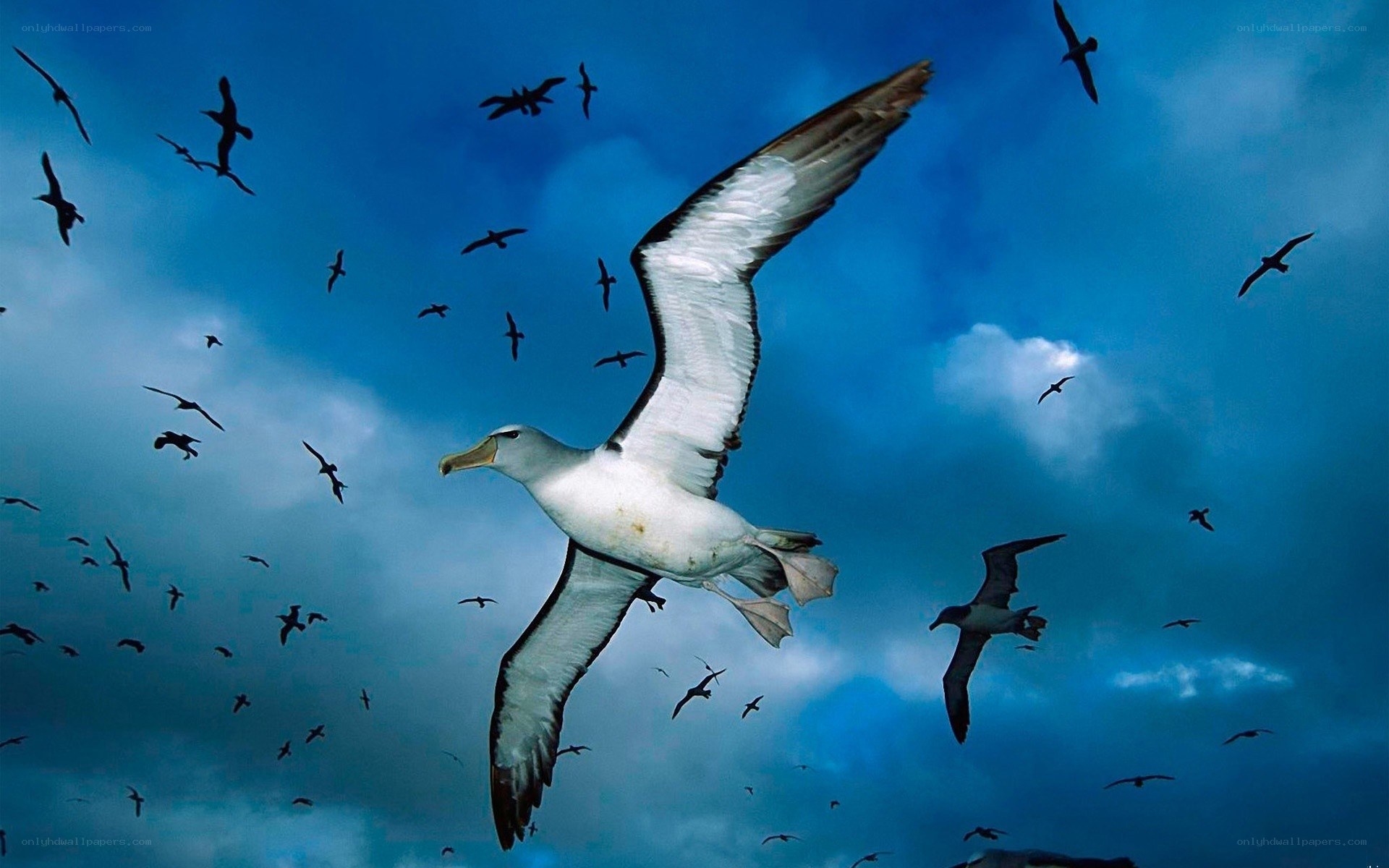 Albatrosses soaring in the sky