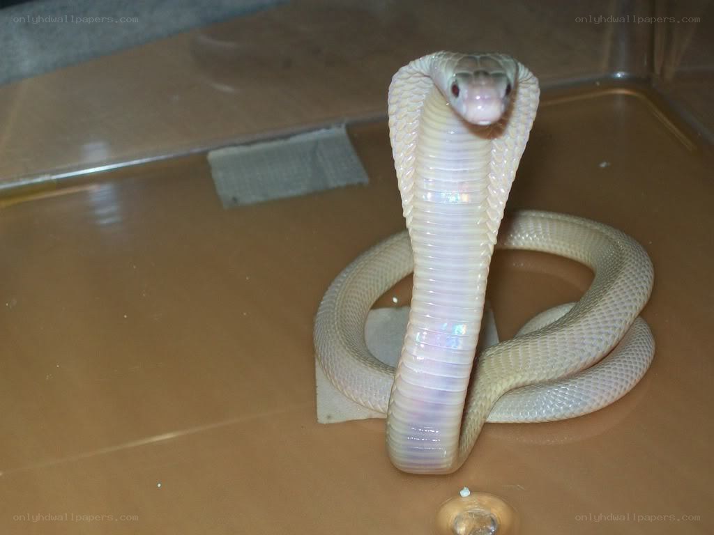 albino cobra in enclosure