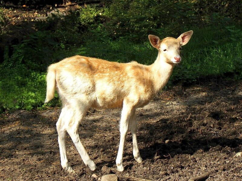 Albino Deer Fawn