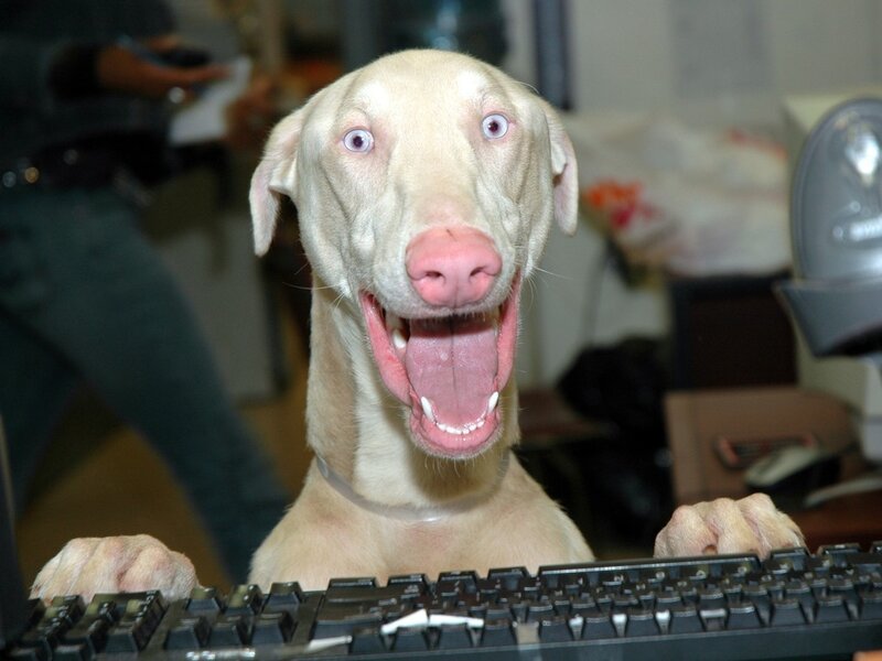 Albino Dog at Keyboard