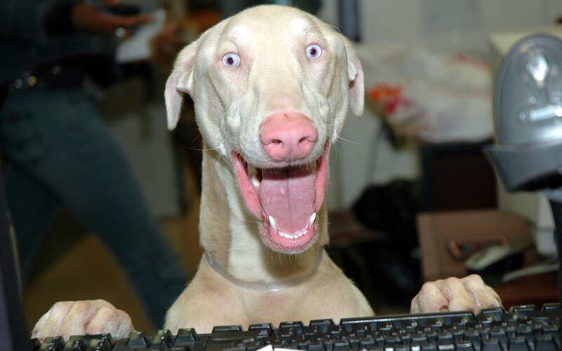 Albino Dog at Keyboard — White, Playful