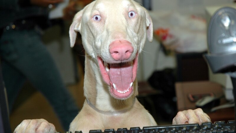 Albino Dog at Keyboard — White