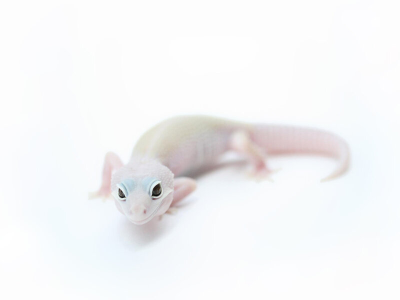 Albino Gecko on White