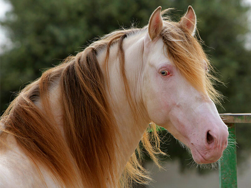Albino Horse