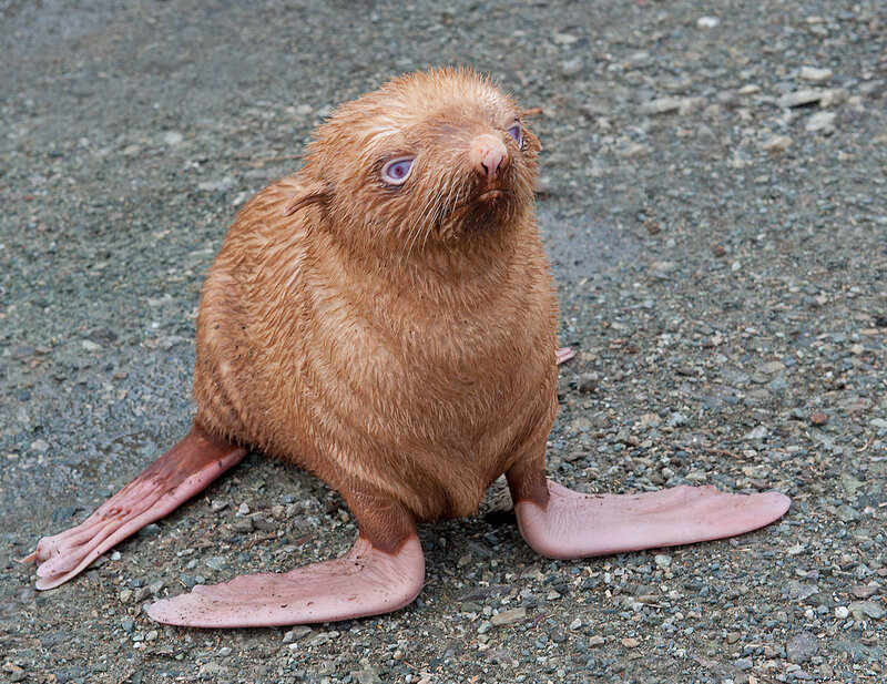 Albino Seal Pup