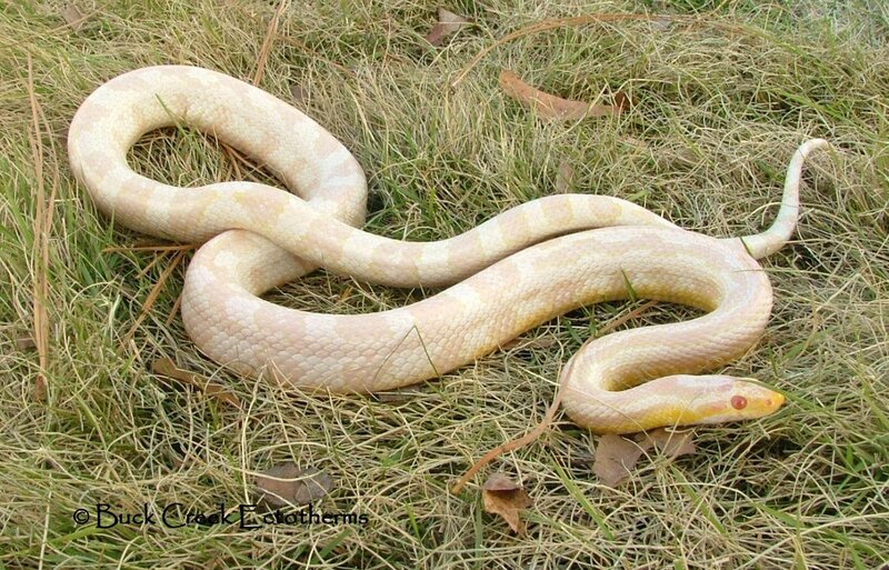 albino snake on grass