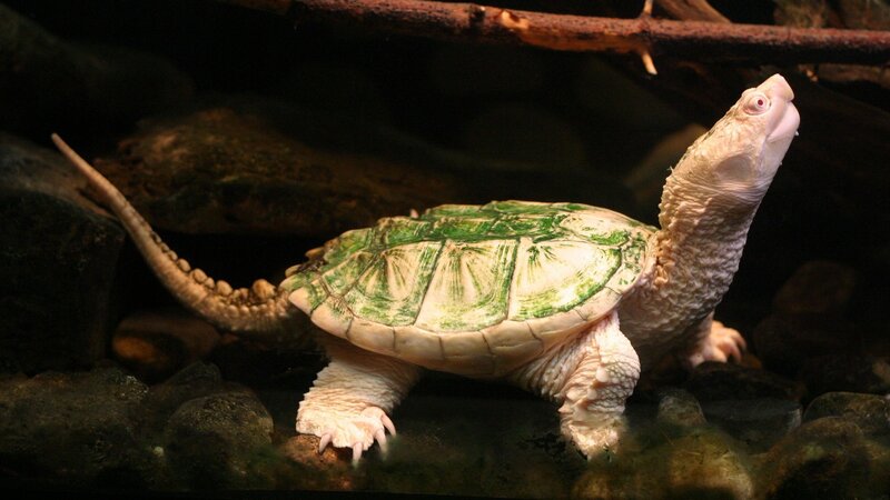 albino turtle with green shell