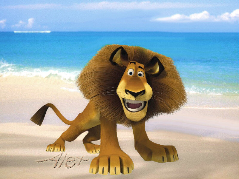 Alex the lion on a beach