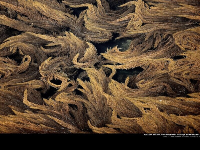 Algae in the Gulf