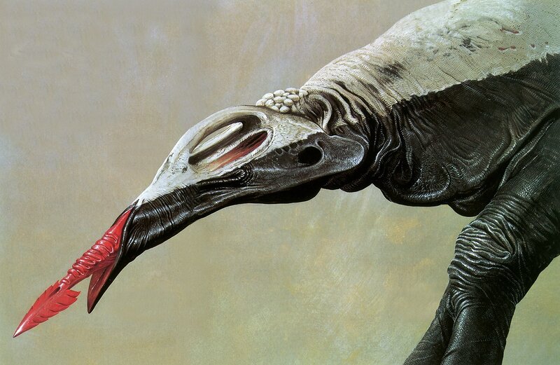 alien bird with red beak