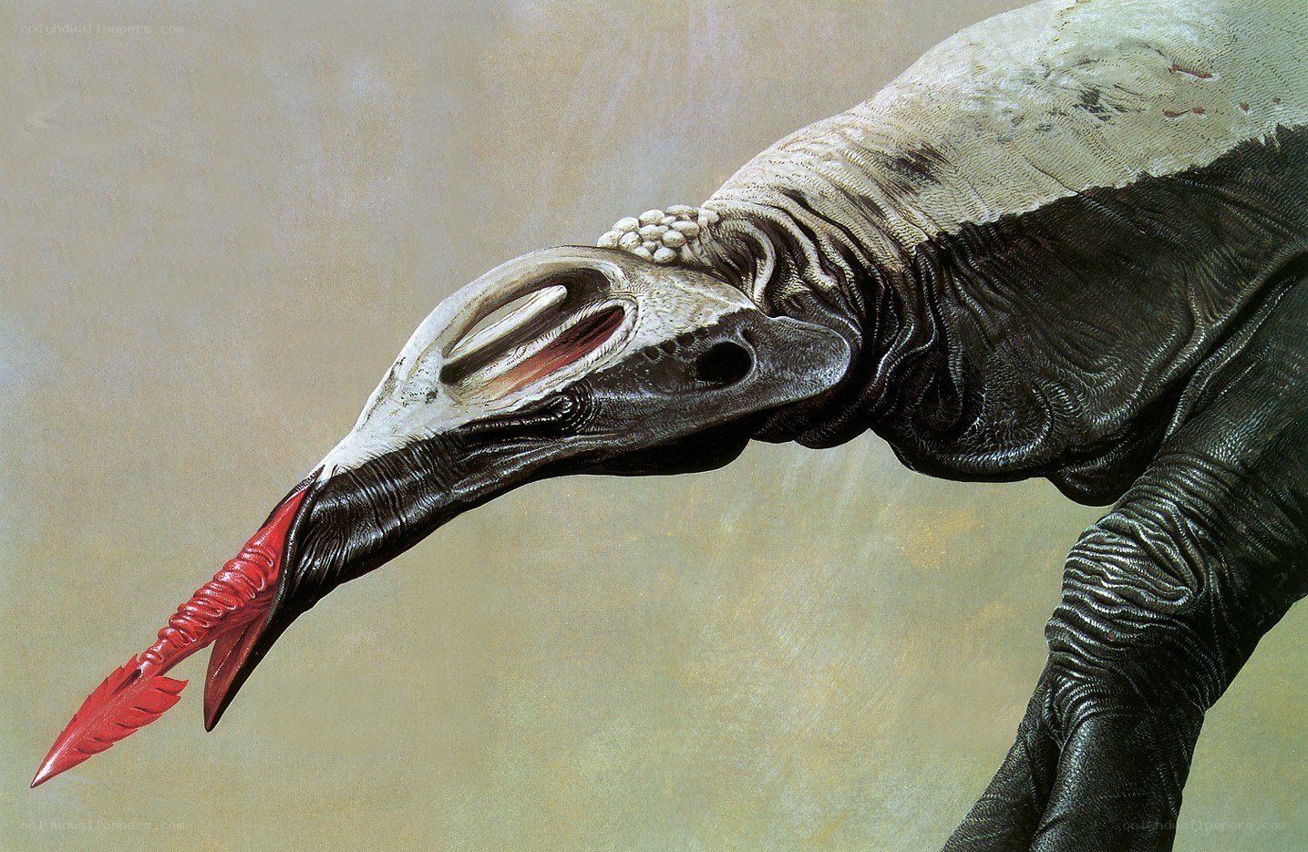 alien bird with red beak