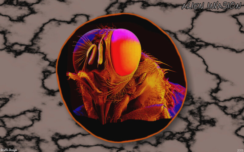 Alien Invasion Insect Close-Up