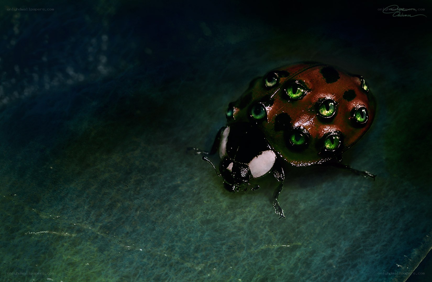 Alien ladybug with green eyes