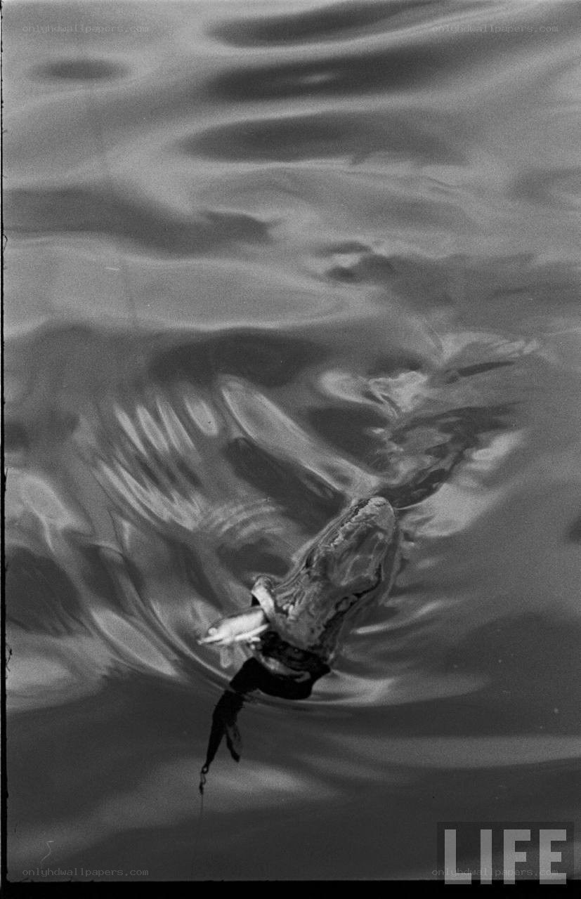 Alligator eating fish underwater