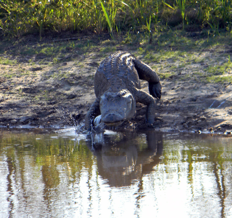 Alligator emerging from water