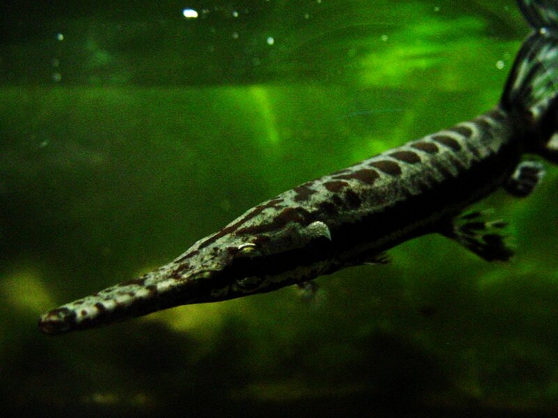 Alligator gar in green water