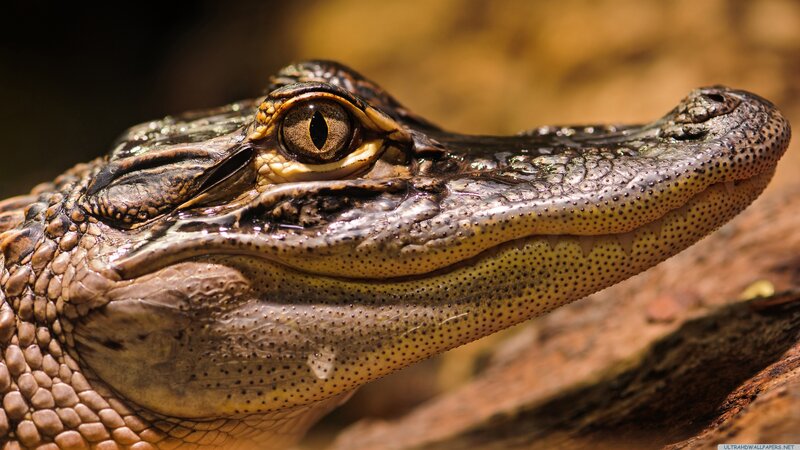 Alligator Head Close-up — Brown, Intense