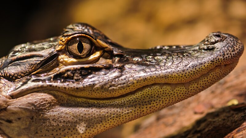 Alligator Head Close-up — Brown