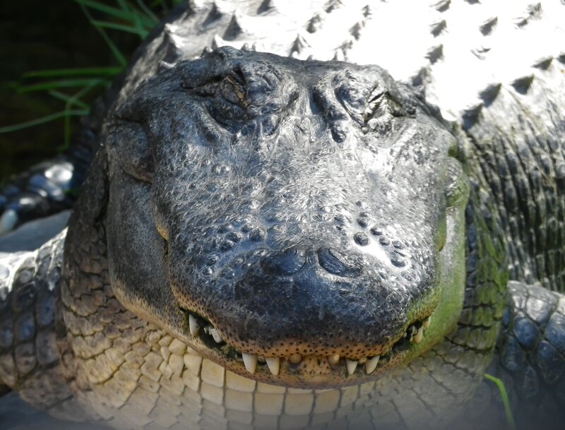 Alligator Head Close-up