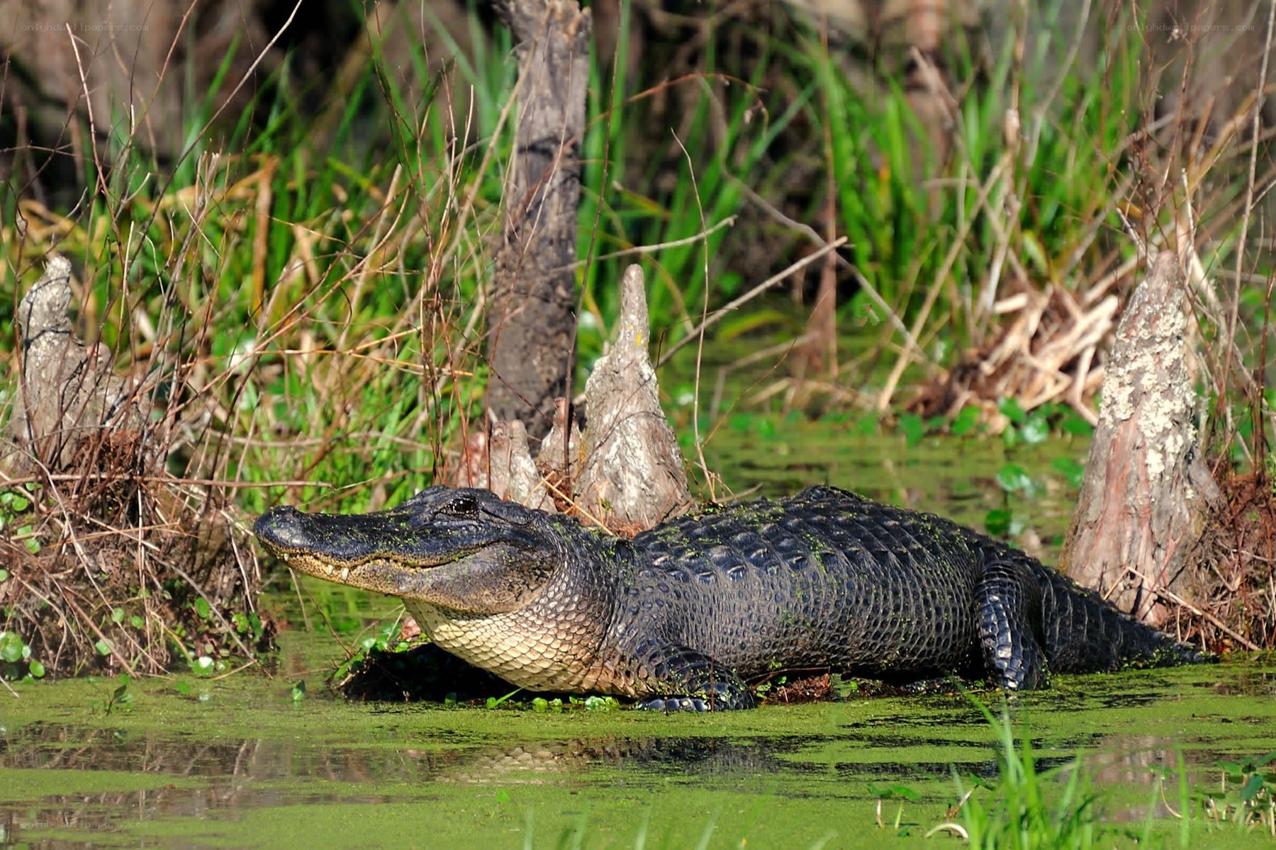 Alligator in a swamp