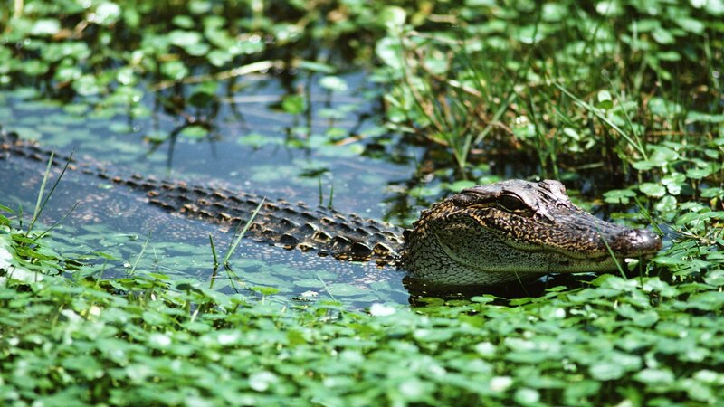 Alligator in a swamp