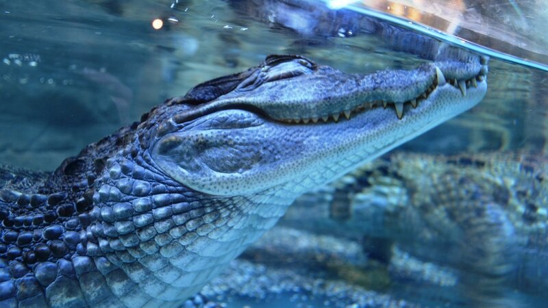 Alligator in aquarium water