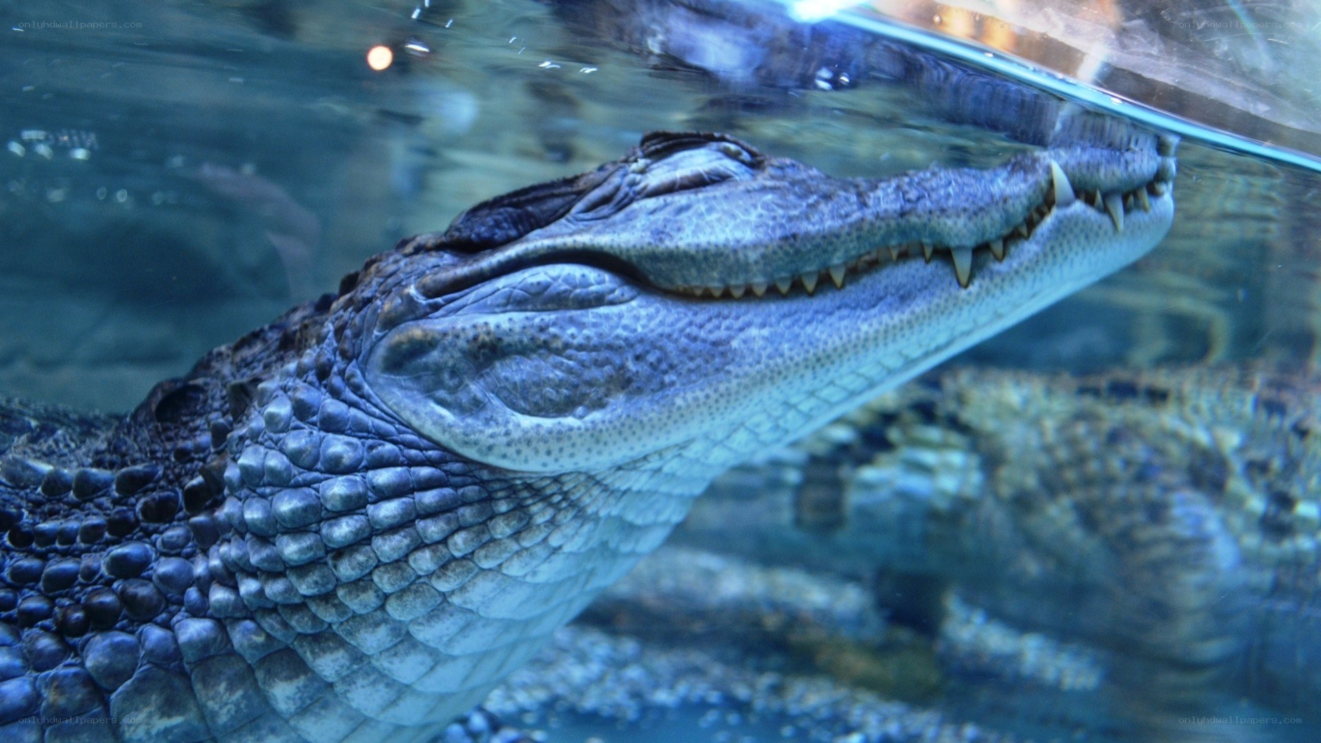 Alligator in aquarium water
