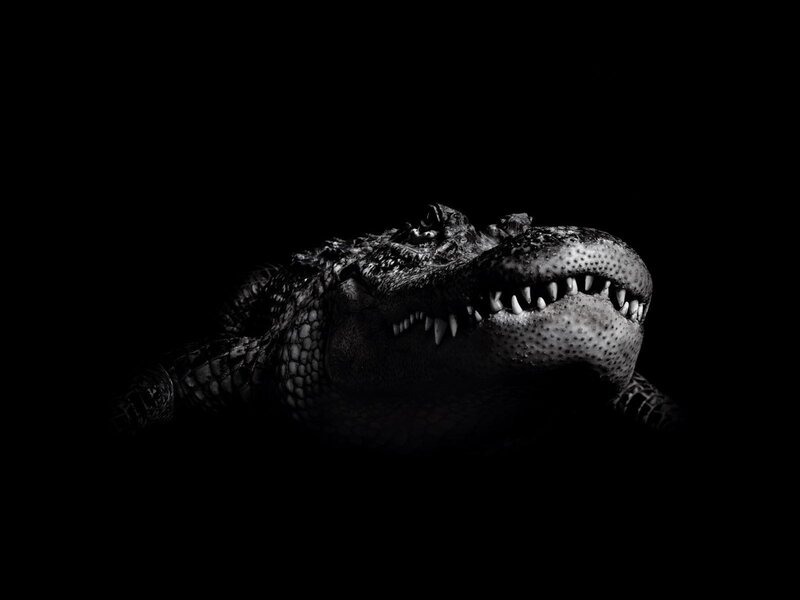 Alligator in dark light