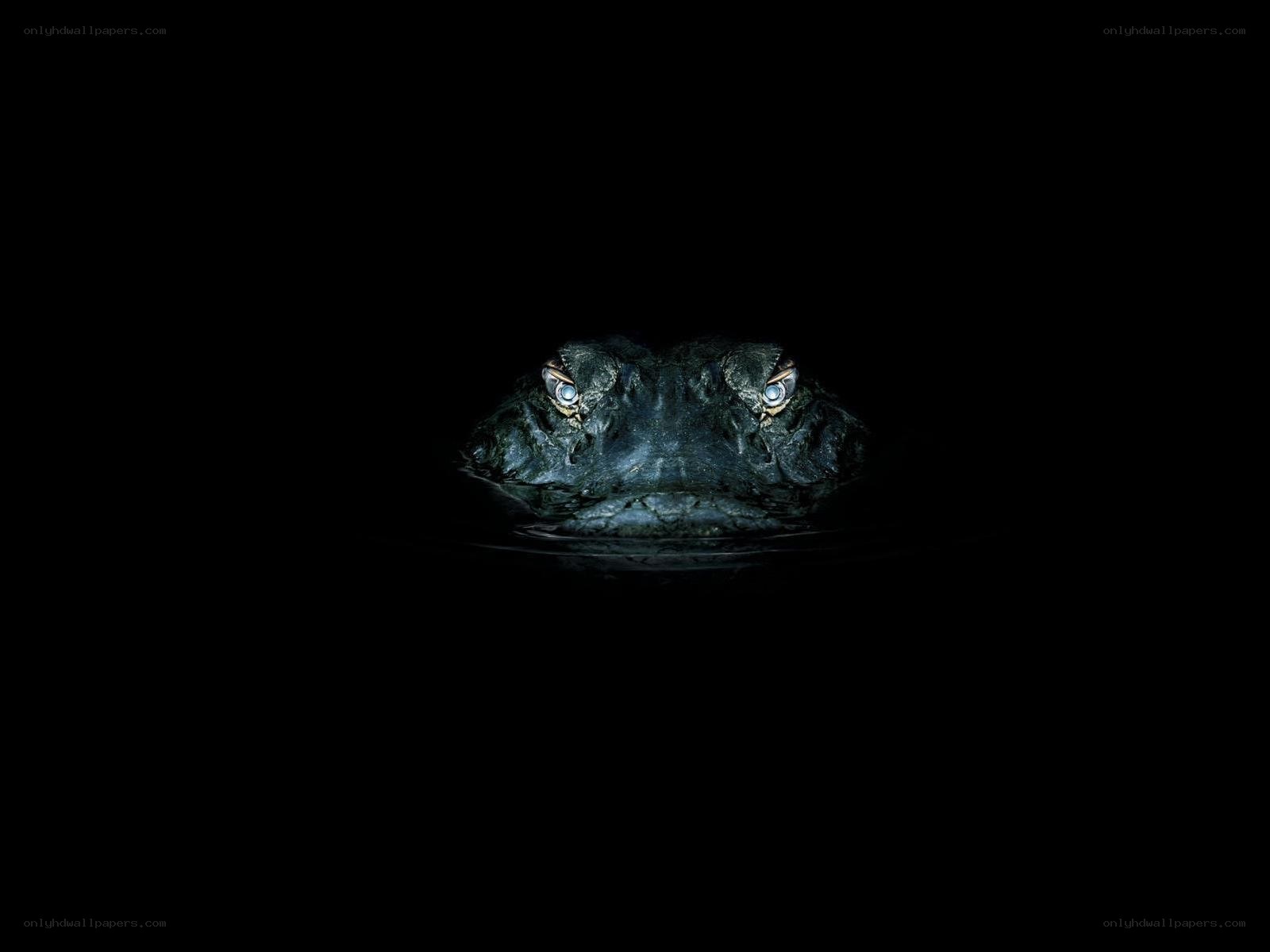 Alligator in dark water