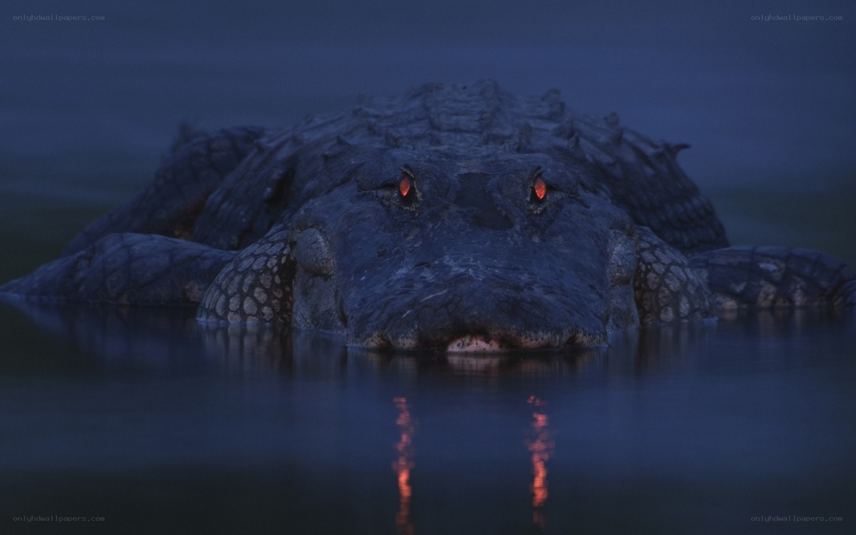 Alligator in dark water