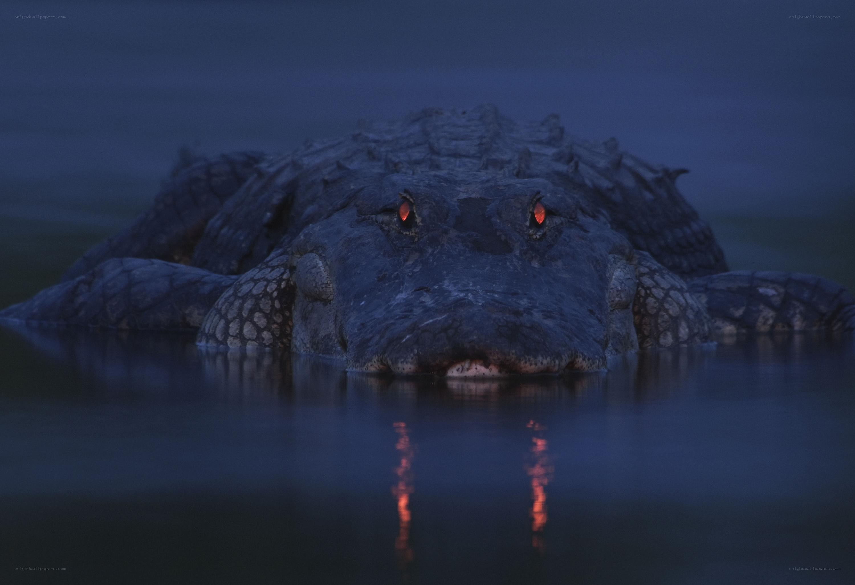 Alligator in dark water