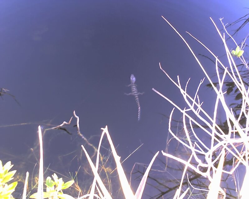 Alligator in dark water