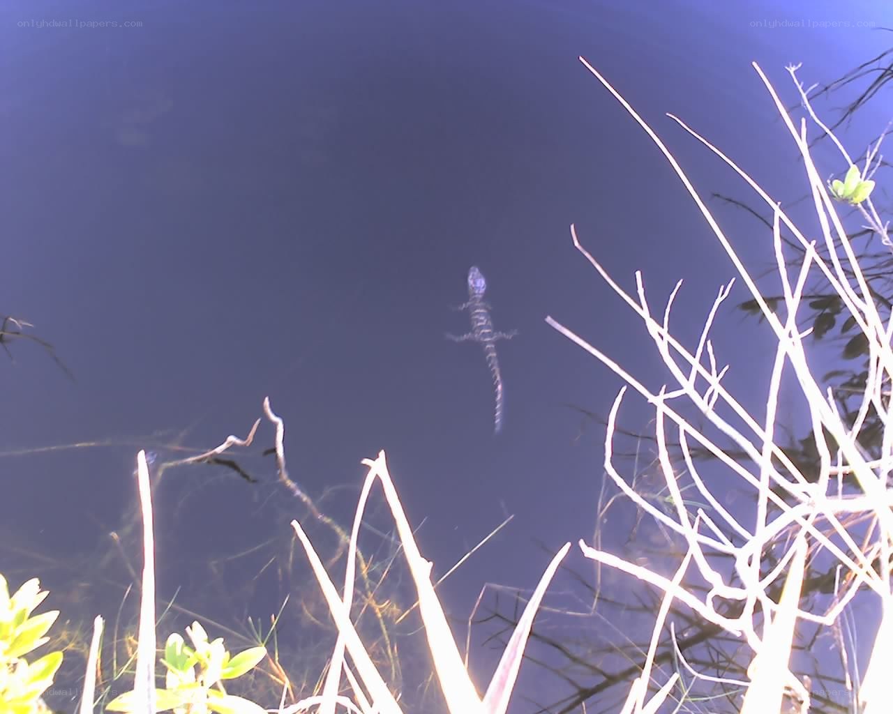 Alligator in dark water