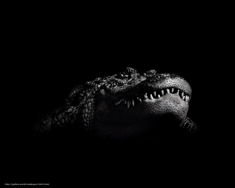 alligator in darkness