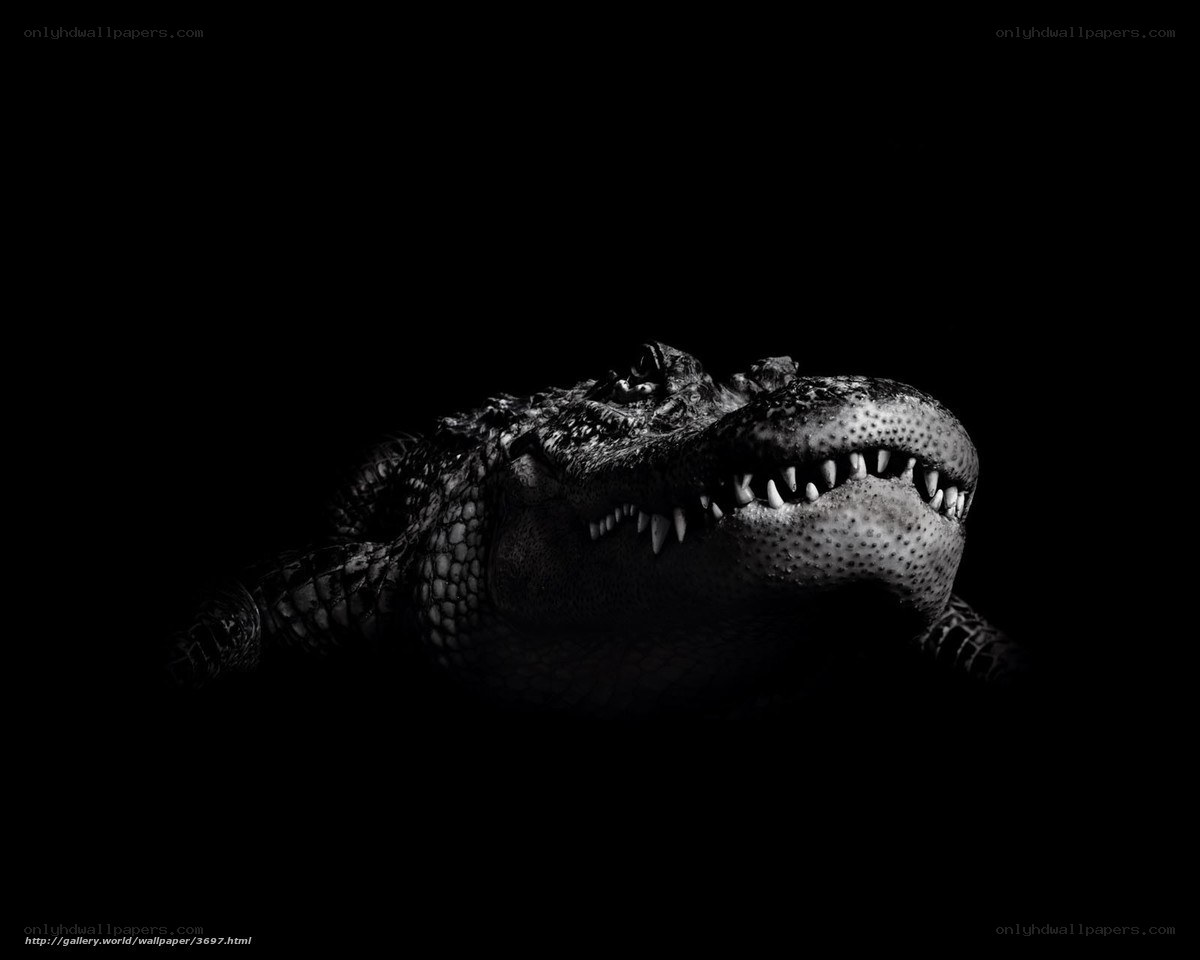 alligator in darkness