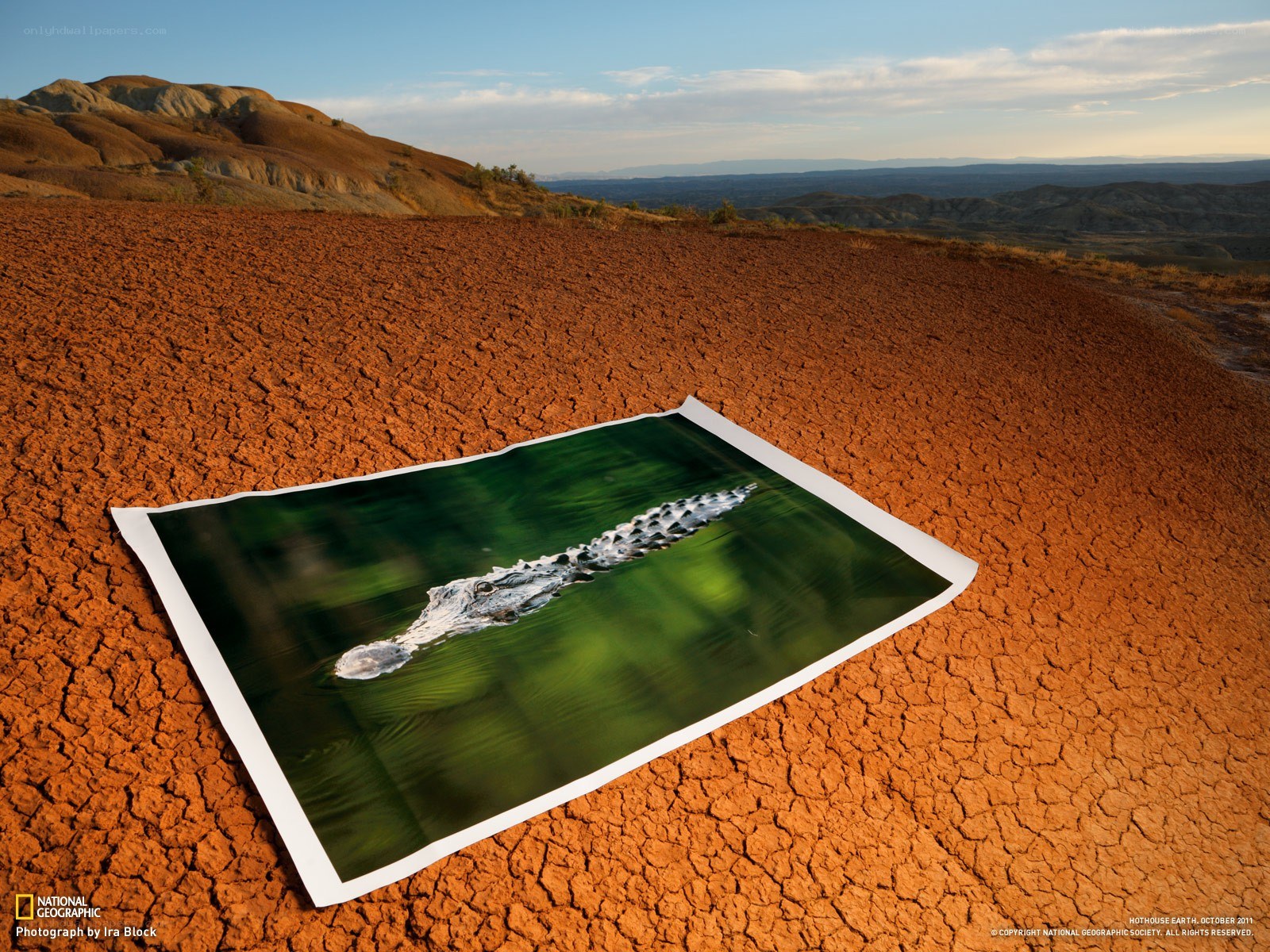 Alligator in dry landscape