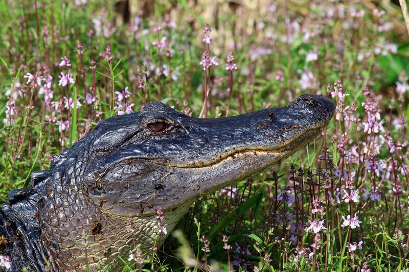 Alligator in Flowers