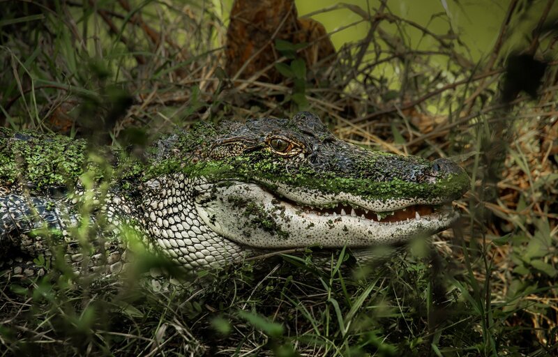 Alligator in Grass — Green